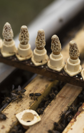 Producció d’eixams langstroth i layens