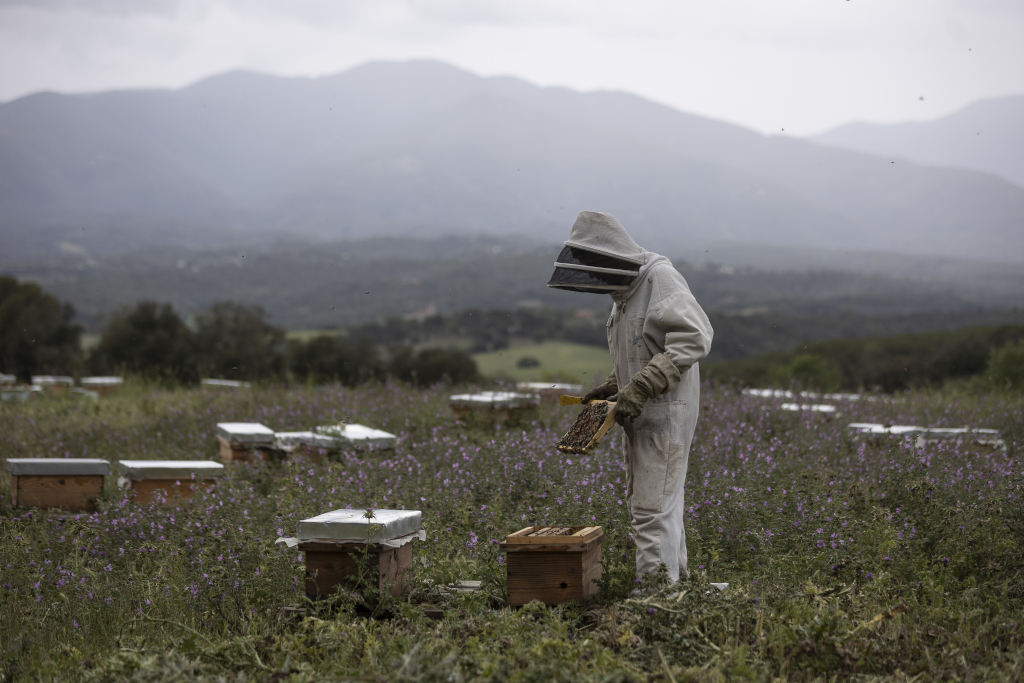 Eixams d'abella negra langstroth i layens. De 90 a 100 euros.