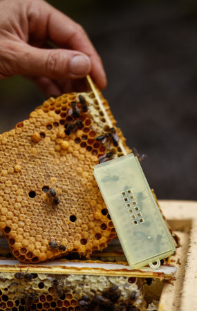 Venta de reinas de abeja negra virgenes y fecundadas