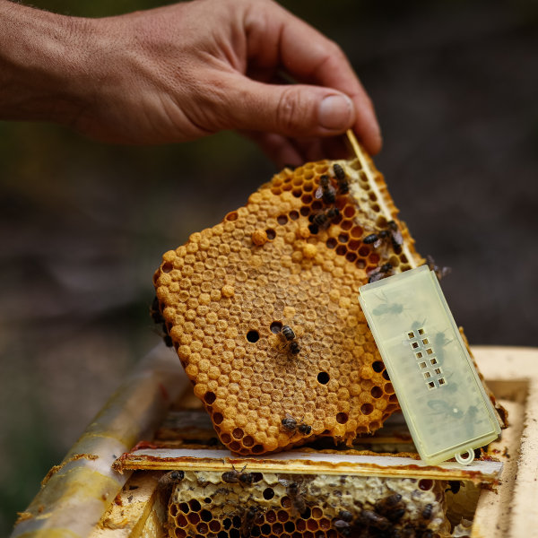 Reinas abeja negra fecundadas y vírgenes